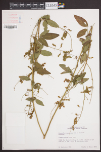 Desmodium canescens image