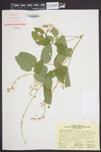 Desmodium canescens image