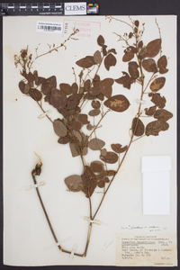 Desmodium glabellum image