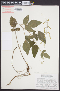 Desmodium glabellum image