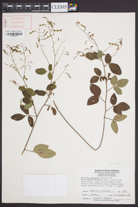 Desmodium glabellum image