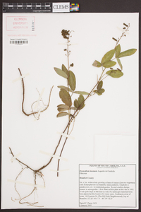 Desmodium incanum image
