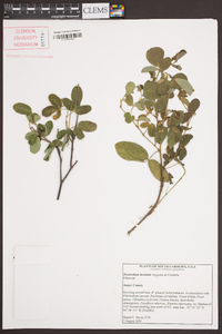 Desmodium incanum image