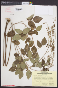 Desmodium laevigatum image