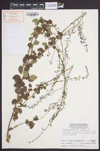 Desmodium ciliare image