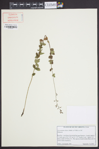 Desmodium ciliare image