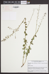 Desmodium ciliare image