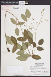 Desmodium laevigatum image