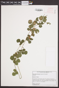 Desmodium lineatum image