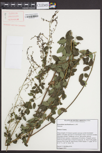 Desmodium marilandicum image