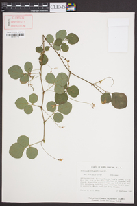 Desmodium rotundifolium image