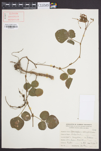 Desmodium rotundifolium image