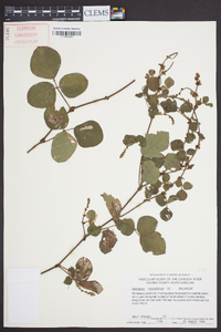 Desmodium rotundifolium image