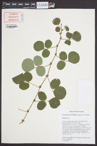 Desmodium rotundifolium image