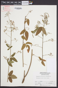 Desmodium perplexum image