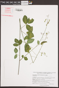 Desmodium nuttallii image