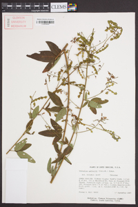 Desmodium nuttallii image