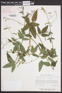 Desmodium obtusum image