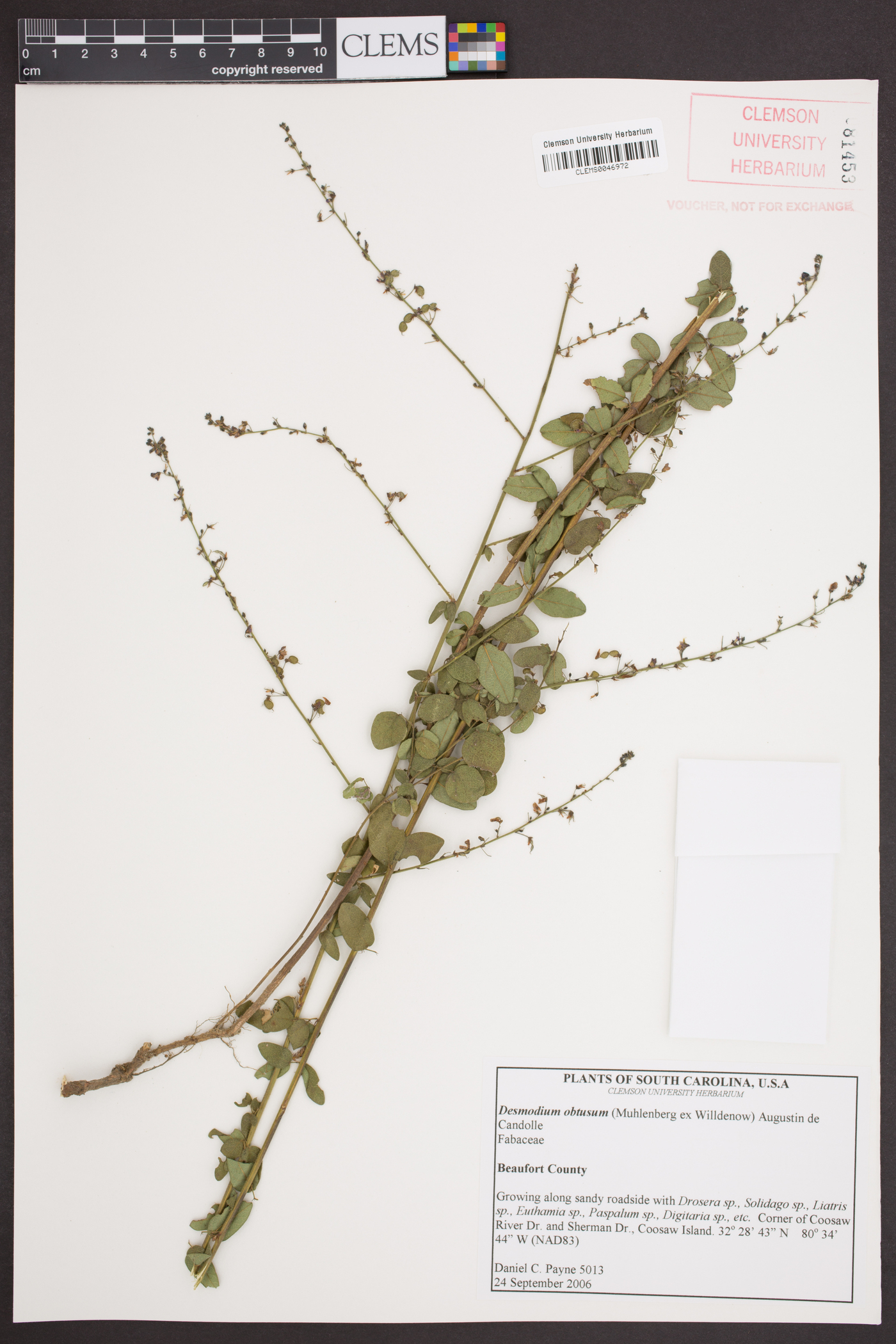 Desmodium obtusum image