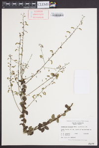 Desmodium obtusum image