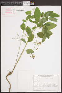 Desmodium tortuosum image