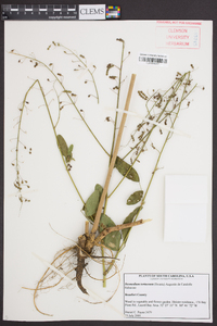 Desmodium tortuosum image