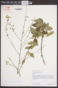 Desmodium canescens image