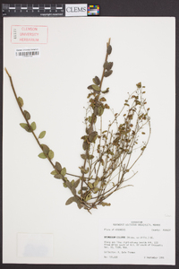 Desmodium ciliare image