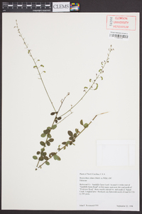 Desmodium ciliare image