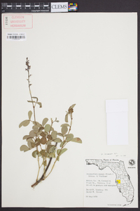 Desmodium incanum image