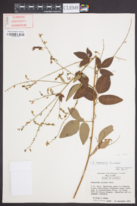 Desmodium perplexum image