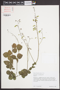 Desmodium rotundifolium image