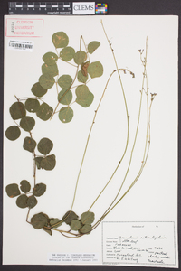 Desmodium rotundifolium image