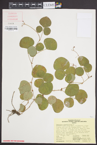 Desmodium rotundifolium image