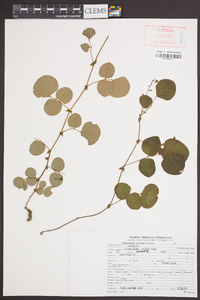 Desmodium rotundifolium image