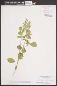 Desmodium tortuosum image