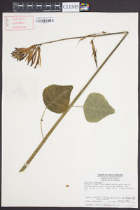 Erythrina herbacea image