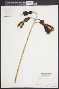Erythrina herbacea image