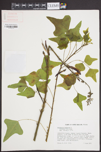 Erythrina herbacea image