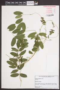 Galactia elliottii image