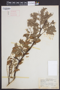 Gleditsia aquatica image