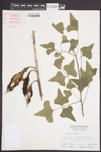 Erythrina herbacea image