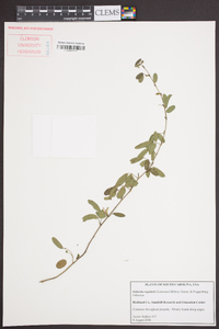Galactia volubilis image