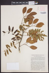 Gleditsia aquatica image