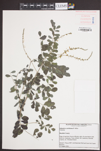 Indigofera caroliniana image