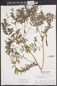 Sesbania vesicaria image