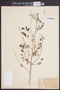 Indigofera caroliniana image