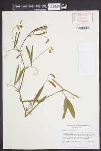 Lathyrus hirsutus image