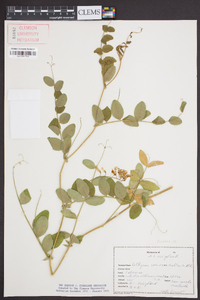 Lathyrus venosus image