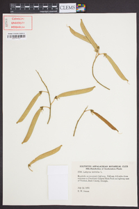 Lathyrus latifolius image